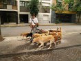 /album/galeria-de-fotos-dog-walking/passear%20c%c3%a3es%20em%20la%20recoleta-jpg/